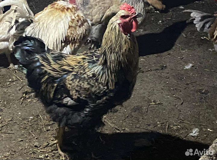 Петухи