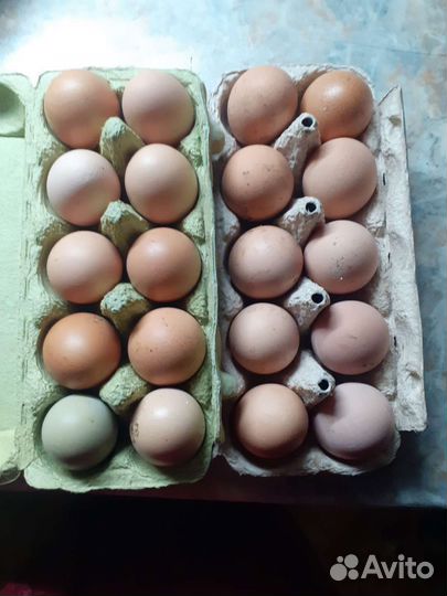Домашние куриные яйца