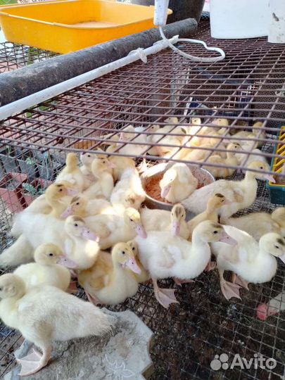 Индоутята белые