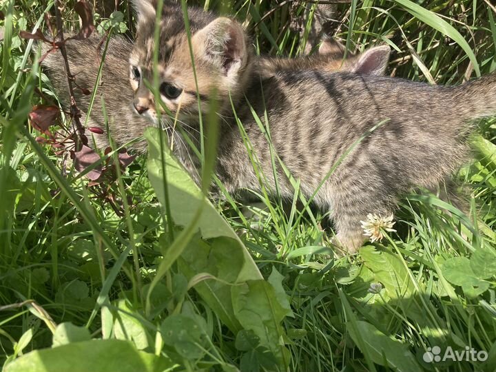 Котята мышеловы бесплатно