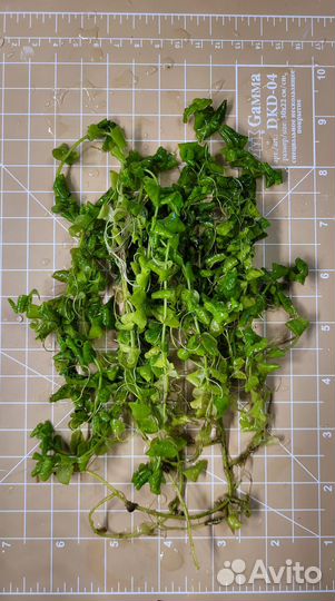 Аквариумные растения прополка