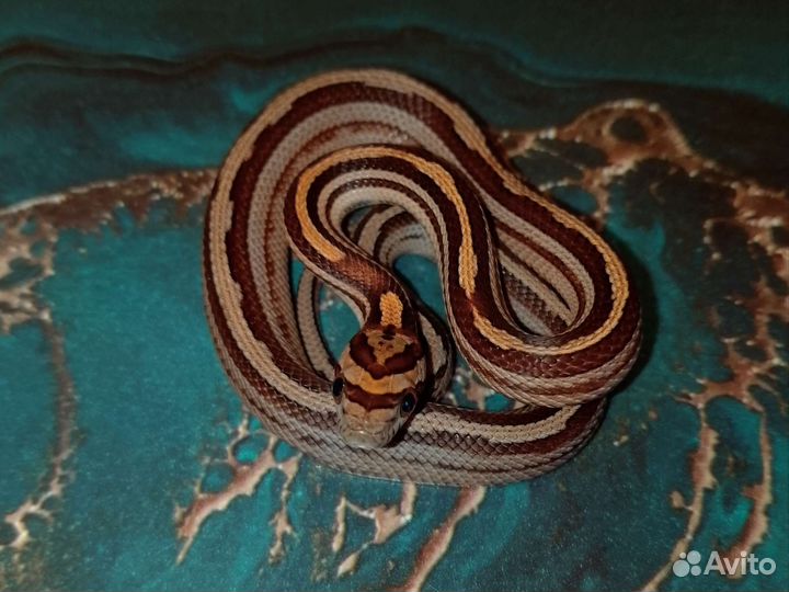 Маисовый полоз