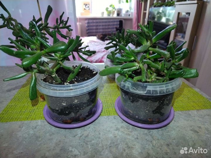 Толстянка хоббит