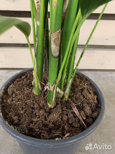 Ховея Форстериана D-23 H-150-см