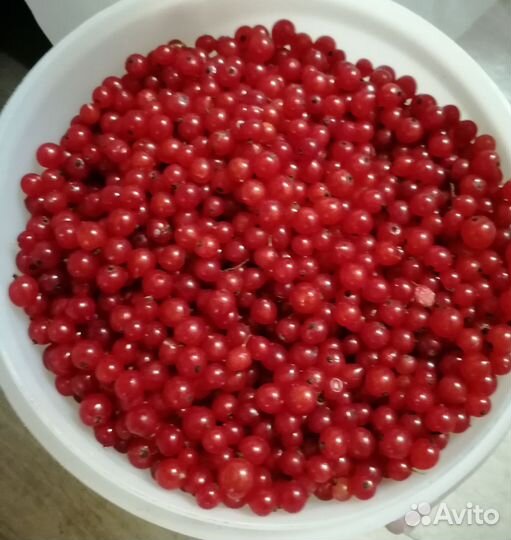 Ягоды. Укроп зонтиками