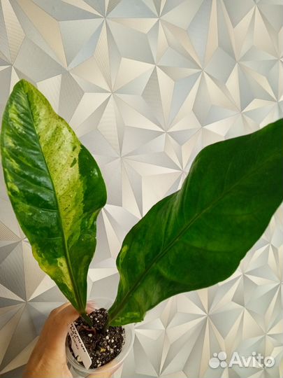 Антуриумы вариегатные