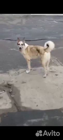 Найдена собака