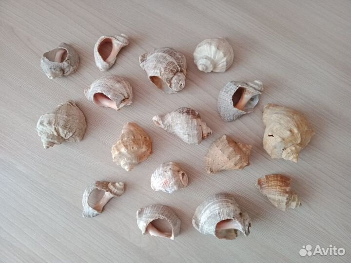 Ракушки морские