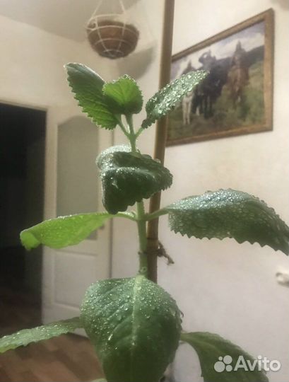 Мята домашняя