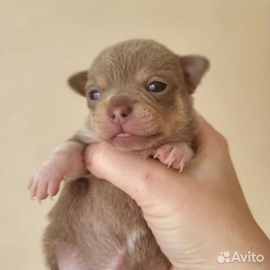 Продажа щенков чихуахуа