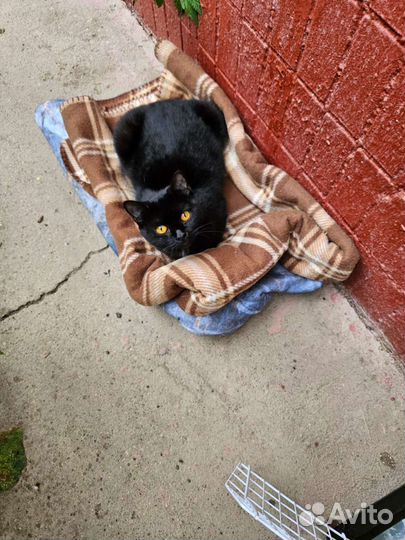 Как вамЖизнь домашней кошки