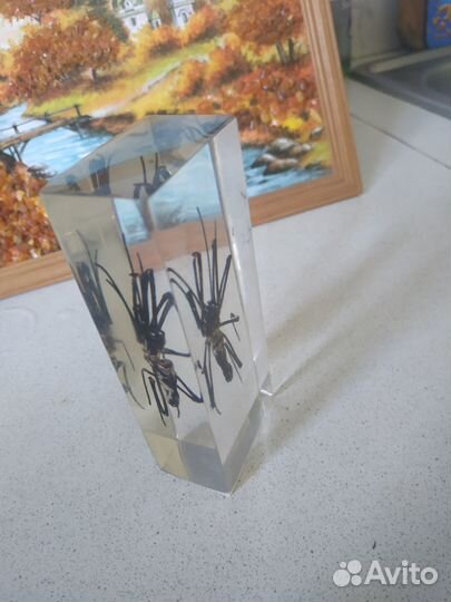 Оргстекло насекомое