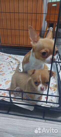 Щенок Чихуахуа мини