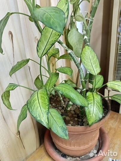 Диффенбахия большая