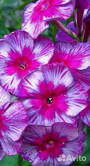 Флоксы саженцы