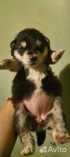 Собака щенок