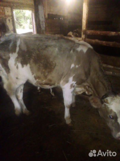 Бычки и телки