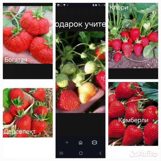 Саженцы клубники, крыжовника, смородины, вишни