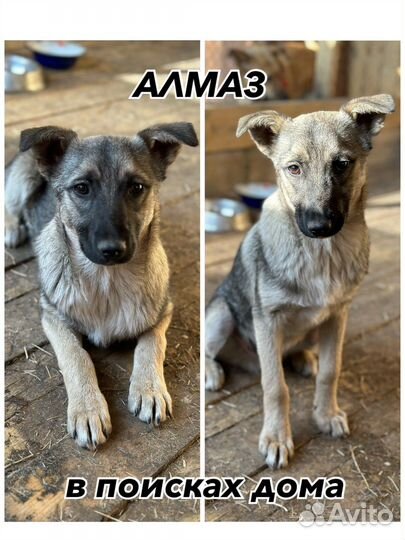 Собака в добрые руки