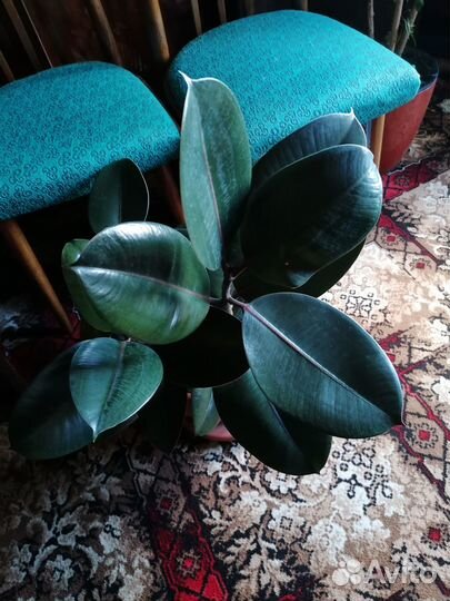 Фикус каучуконосный