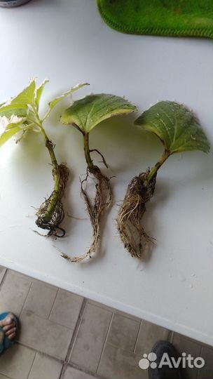 Вариегатный плектрантус или мята комнатная