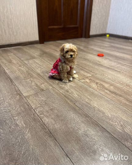 Мальтипу vip teddy micro f1