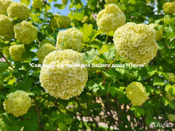 Декоративные кустарники Пузыреплодник Дейция Дерен