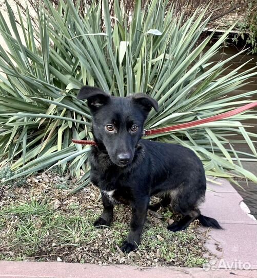 Миниатюрная собачка ищет дом