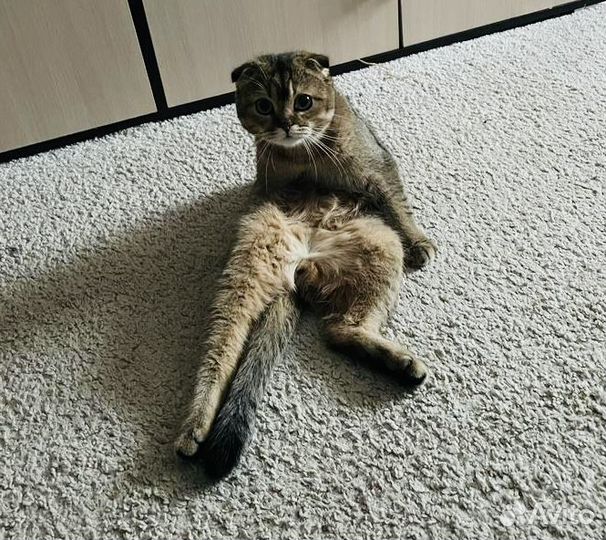 Кот шотландец на вязку