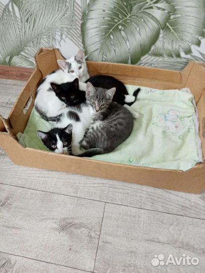 Котята в добрые руки бесплатно
