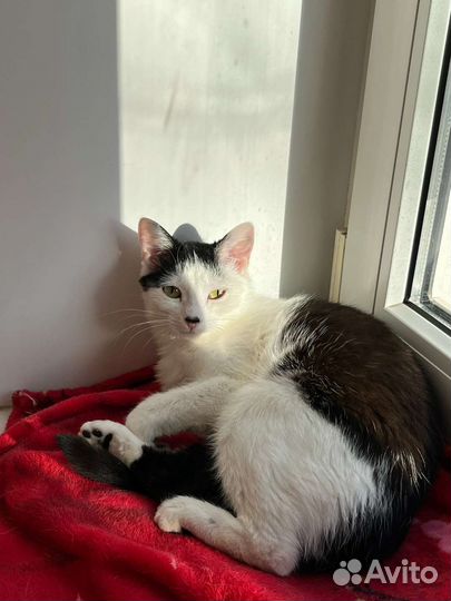 Кошка стерилизованная в добрые руки