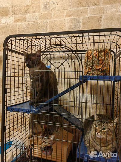 Коты бесплатно отдам двух котов египетский Мао и