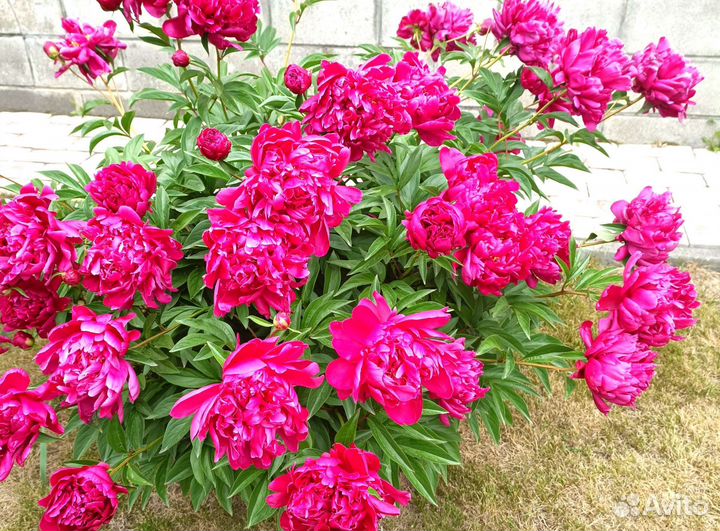 Пионы разные