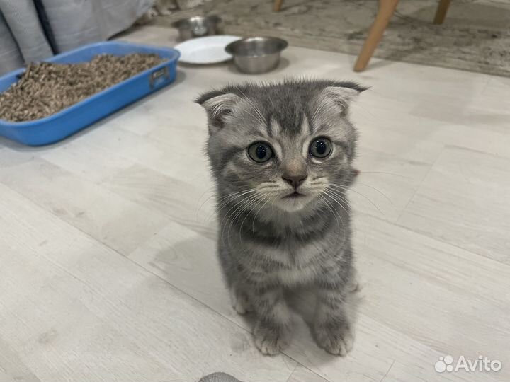 Котята бесплатно