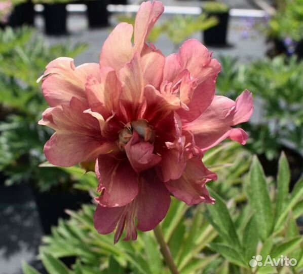 Пионы ито гибриды Julie Rose