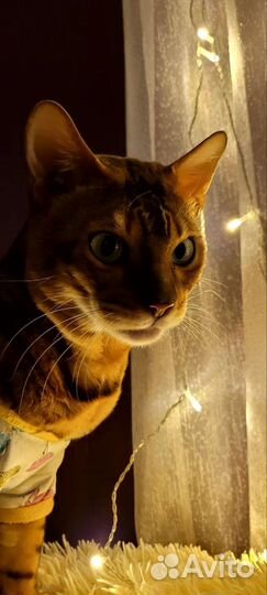 Бенгальская