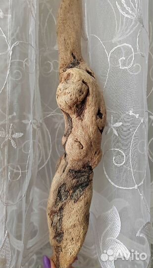 Коряга дрифтвуд