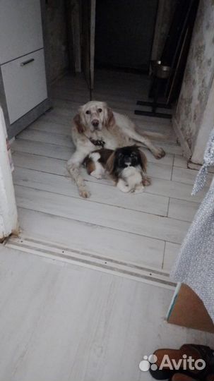 Передержка домашних животных