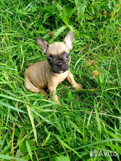 Щенки французского бульдога