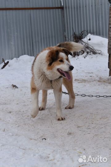 Собака Душа