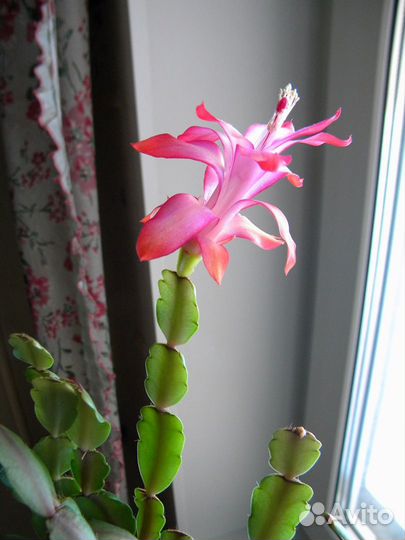 Декабрист (Шлюмбергера) Русселиана