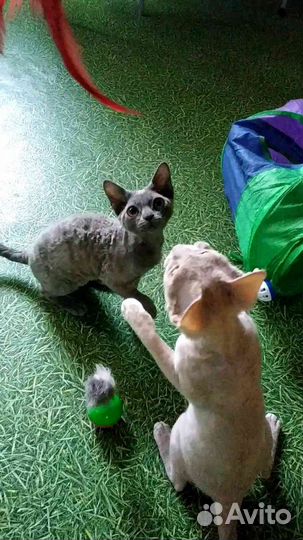 Кудрявые девочки 4,5 мес