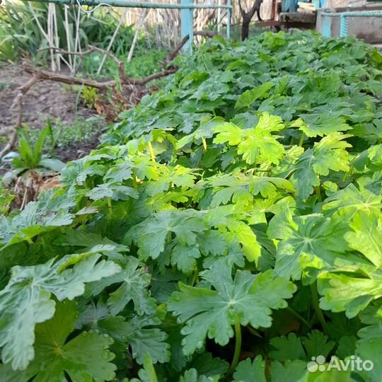 Герань садовая зимостойкая