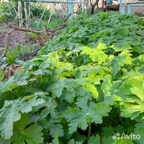 Герань садовая зимостойкая