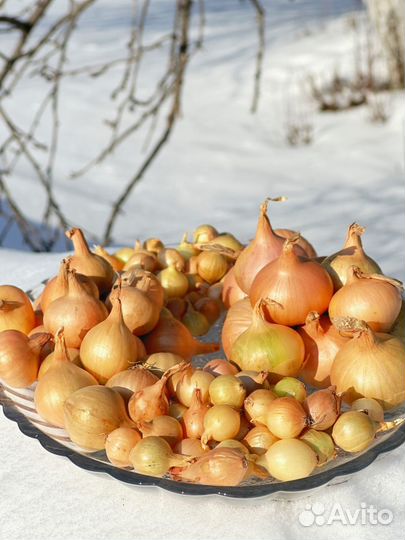 Лук севок штутгартер ризен, ред барон, стардаст