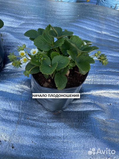 Клубника на подоконнике, рассада земляники садовой