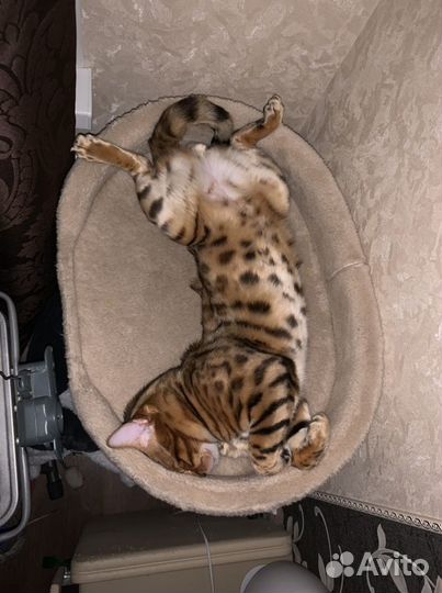 Бенгальский кот вязка