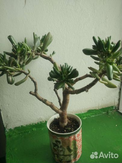 Комнатные цветы