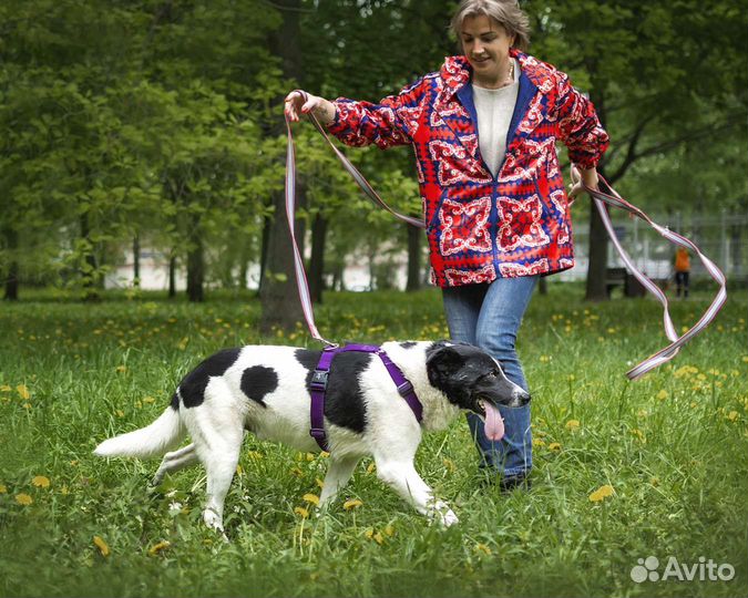 Собака Грэм ищет дом (хороший мальчик, 3 года)