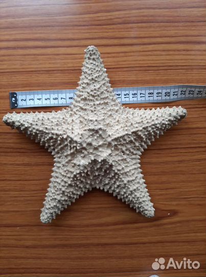 Морская звезда